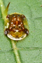 Helocassis testudinaria