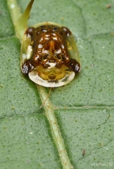 Helocassis testudinaria