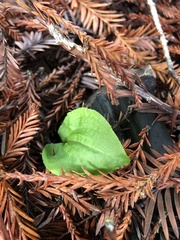 Calypso bulbosa occidentalis