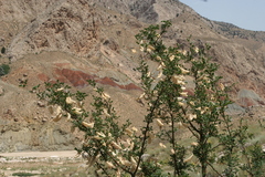 Colutea