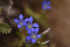 Gentiana tianschanica