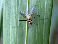 Cholomyia