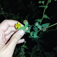 Simsia foetida