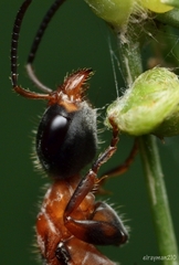 Pseudomyrmex gracilis