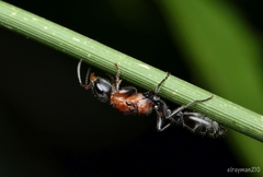 Pseudomyrmex gracilis