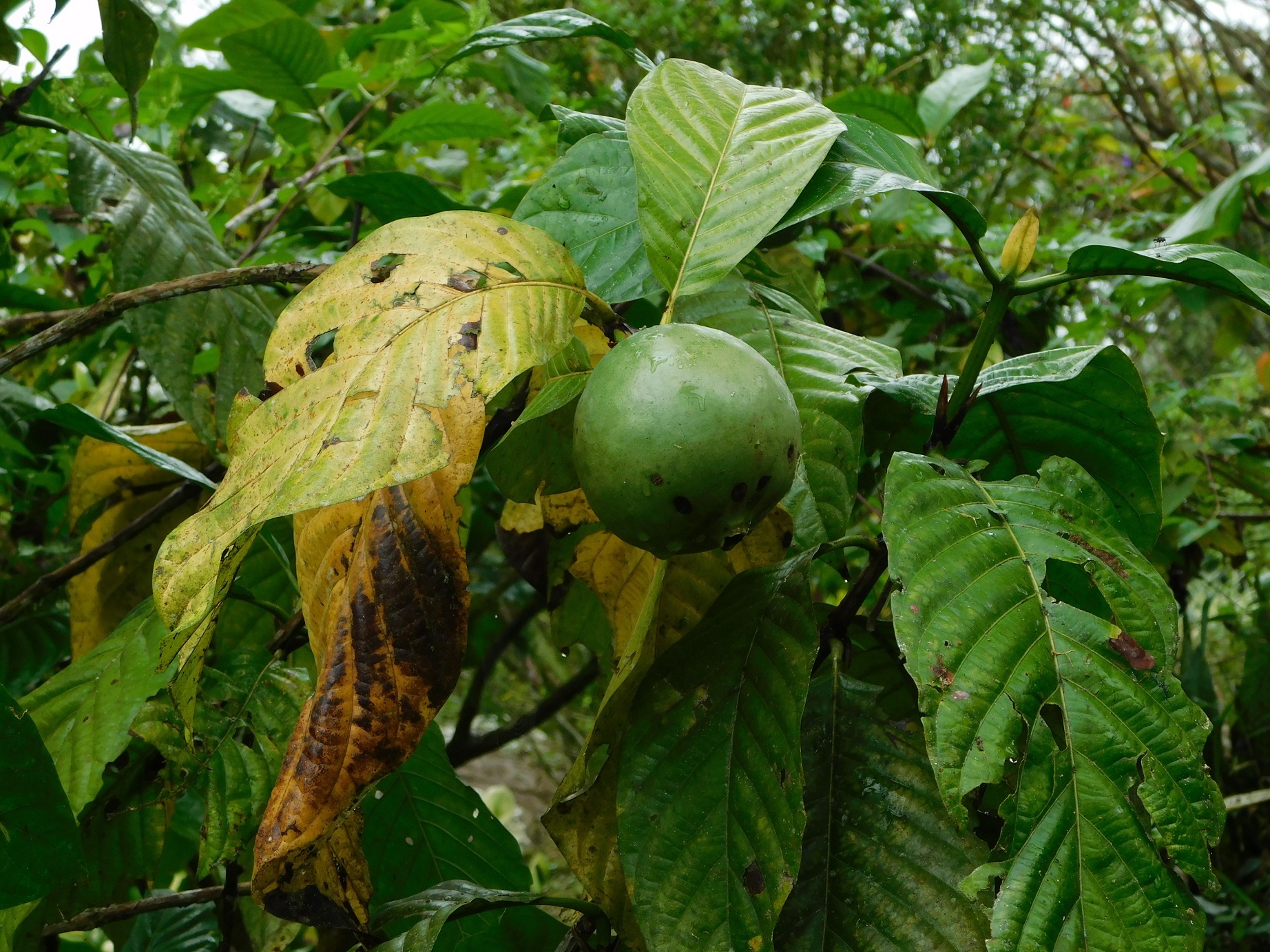 Borojó (Alibertia patinoi)