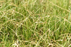 Carex brizoides