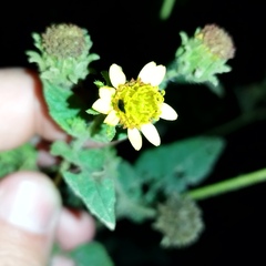 Simsia foetida