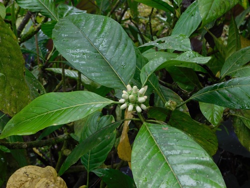 Alibertia patinoi, photograph 5