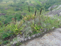 Encholirium spectabile