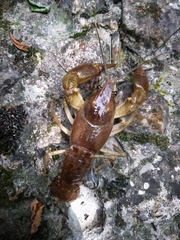 Austropotamobius pallipes