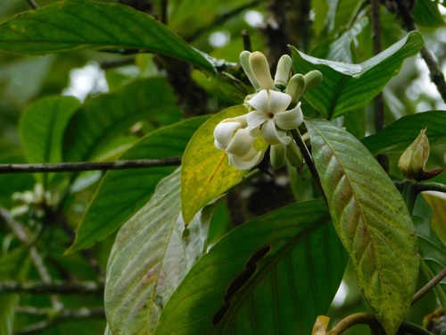 Alibertia patinoi, photograph 6
