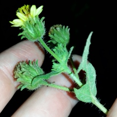 Simsia foetida