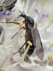 Bibiodes halteralis