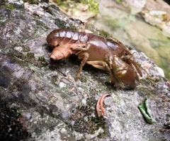 Austropotamobius pallipes