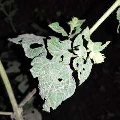 Simsia foetida