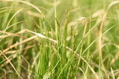 Carex brizoides