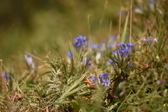 Gentiana tianschanica