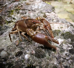 Austropotamobius pallipes