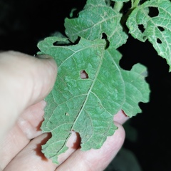 Simsia foetida