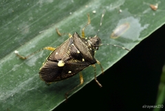 Carpocorini