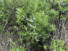 Veronica parviflora