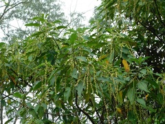 Myriocarpa longipes