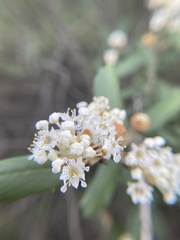 Ceanothus crassifolius