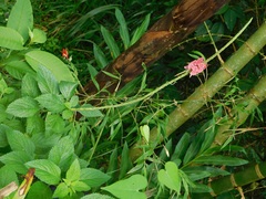 Stachytarpheta mutabilis