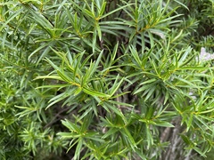 Veronica parviflora