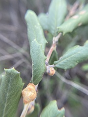 Ceanothus crassifolius