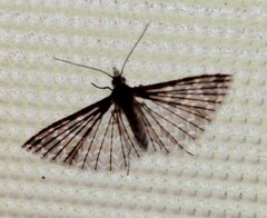 Alucita montana