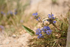 Gentiana tianschanica