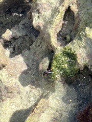 Clibanarius tricolor