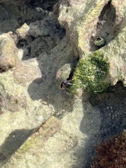 Clibanarius tricolor