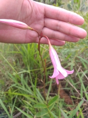 Mandevilla