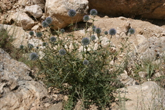 Eryngium