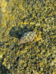 Tenguella marginalba