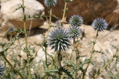 Eryngium