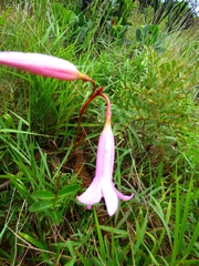 Mandevilla