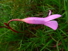 Mandevilla