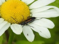 Strangalepta abbreviata