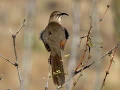 Toxostoma crissale