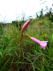 Mandevilla