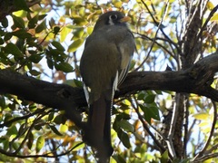 Trogon elegans