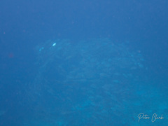 Caranx sexfasciatus