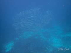 Caranx sexfasciatus