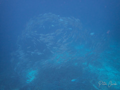 Caranx sexfasciatus