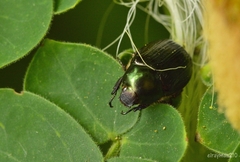 Paranomala cincta