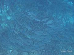 Caranx sexfasciatus